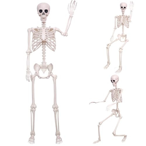 5.4Ft Halloween Skeleton Creepy Posable Skeleton Full Size Skeleton with Movable Joints for Outdoor Indoor Halloween Decor White | Amazon (US)