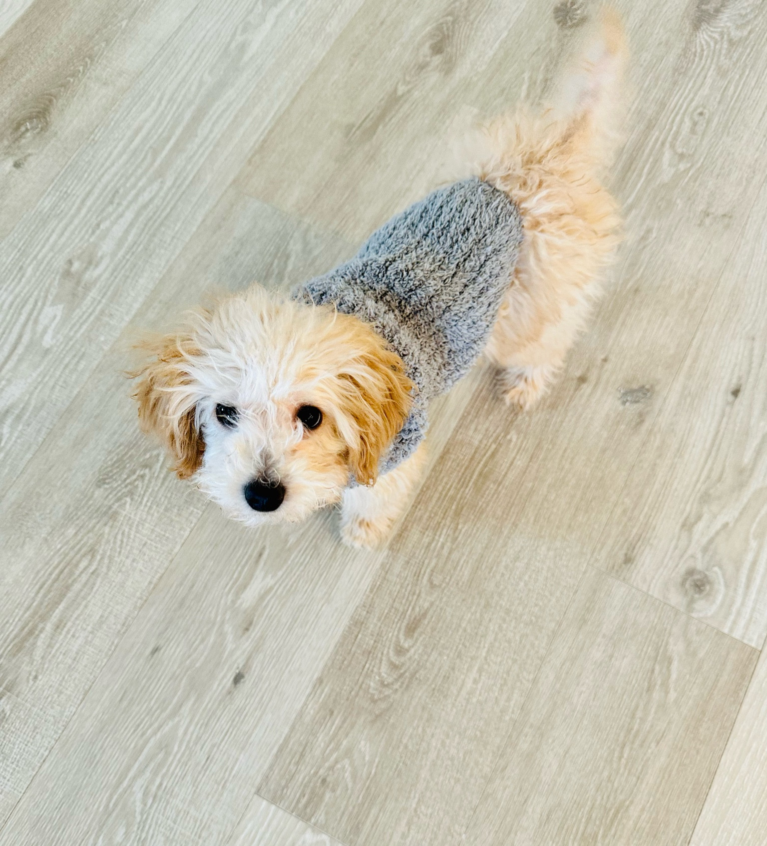 Doggie fashion coming at you 


#LTKfamily #LTKHoliday #LTKGiftGuide