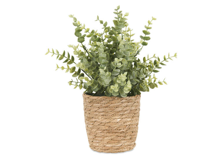 Suri Eucalyptus Plant Potted | Urban Barn