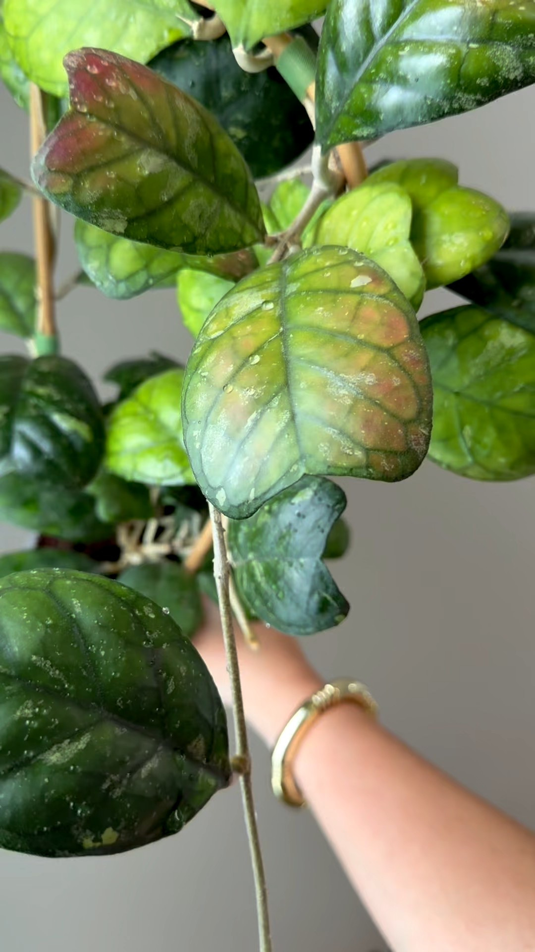 #HoyaDeykeae has a reputation for being a bit challenging, but I haven’t found it too difficult. It’s definitely a slow grower and has an annoying habit of letting new vines or baby leaves die off, but overall, it hasn’t been much of a problem for me. And now it’s showing off some beautiful colors this autumn! I’ve also bloomed it for the first time now!

Liz’s personal experience only…every environment is different:
🪴Name: Hoya deykeae 
🪴Light: 16 hrs/day under grow lights 
🪴Water: when dry
🪴Avg Temp last 30 days: 70F
🪴Relative Humidity last 30 days: 34%
🪴Fussy: a bit
🪴Rate of growth: slow
🪴Growing Medium: coco husks 
🪴Fertilizer frequency: I use a nutrient diverse fertilizer that is perfect for Hoyas about every other watering while I’m seeing active growth. The fertilizer I use, contains macro & micronutrients, it’s the best I’ve found!
🪴Time In My Care: 2 years
🌸Age until 1st bloom: none yet 
🪴Would Liz recommend this one: yes but it’s better for an advanced indoor gardener

#ilovehoyas #hoyacollector #hoyaappreciation #hoyacollection #plantsmakemehappy #ihavethisthingwithplants #easilydistractedbyplants #hoyasaremyjam #hoyacollection #hoyaheaven #hoya #hoyalover

#LTKHome #LTKFindsUnder50