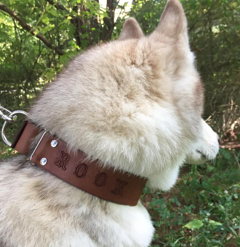 Personalized 1.5 Wide Leather Martingale Dog Collar With | Etsy | Etsy (US)
