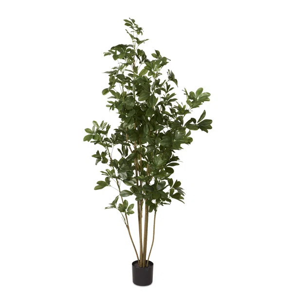 Schefflera Tree in Pot Liner | Wayfair North America
