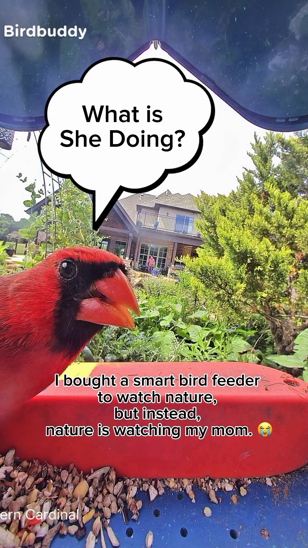 I bought a smart bird feeder to watch nature, but instead, nature is watching my mom. 😭

Sir... are you okay? 😭🛑🐦
I set up my Smart Bird Buddy expecting peaceful, national-geographic-style footage of local wildlife. Instead, I got this bright red Northern Cardinal looking utterly perplexed because he just spotted my mom doing her morning Tai Chi routine in the background. 🧘‍♀️✨
He stopped dead in his tracks, stared directly into the lens, and looked like he was trying to calculate what kind of slow-motion wizardry was happening near his buffet. Honestly, the judgment in his eyes is palpable.
If you want your phone alerts filled with 24/7 backyard comedy and confused birds, you need one of these.
🔥 SPRING SALE: The Smart Bird Buddy is actually ON SALE right now!

#LTKdayinmylife #LTKSaleAlert #LTKHome