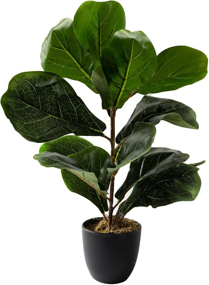 Royal Imports Artificial Fiddle Leaf Plant, Life-Like Ficus Faux Fig Tree, Dark Green in Decorati... | Amazon (US)