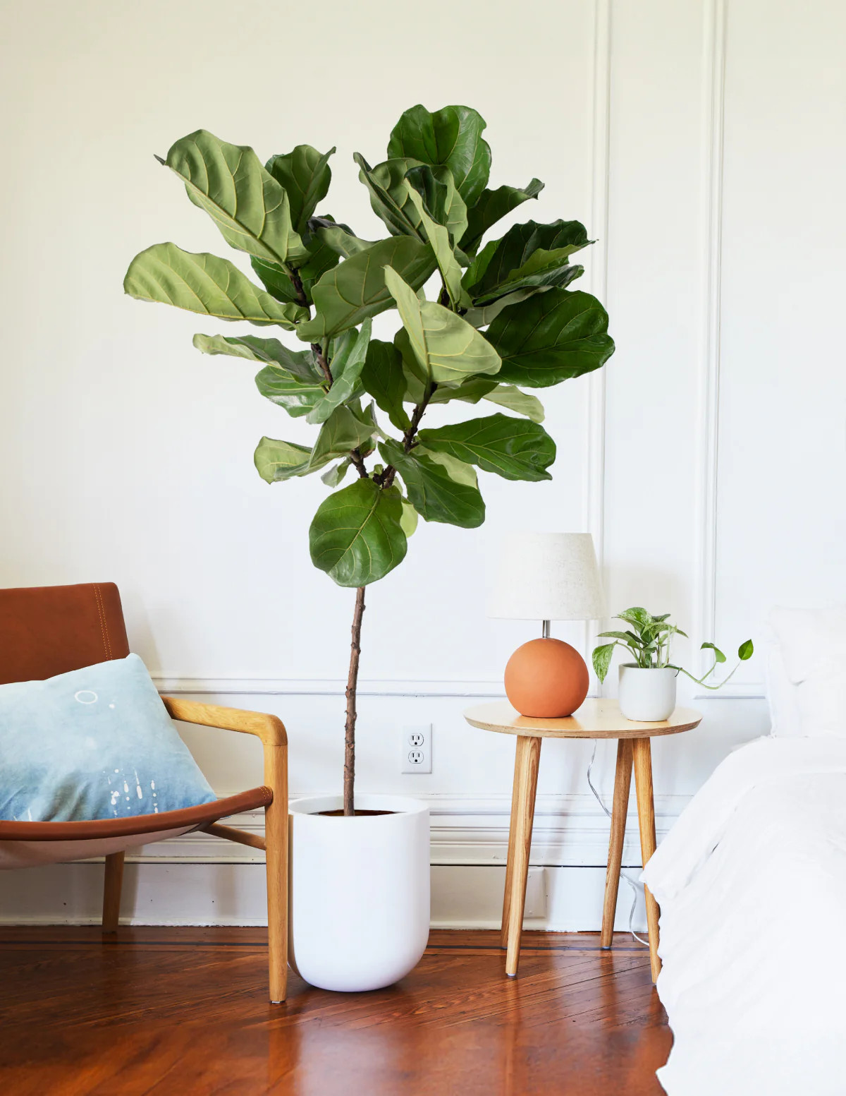 Fiddle Leaf Fig | The Sill