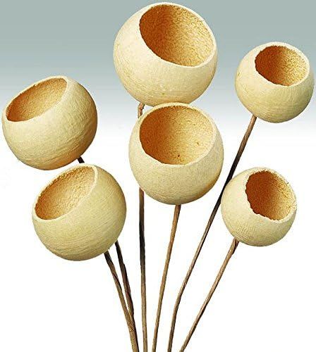 Dried Bell Cups - Bleached White Stemmed / Unstemmed -- Single Bunch - Stemmed | Amazon (US)