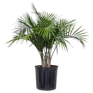 Majesty Palm Plant in 9.25 in. Grower Pot | The Home Depot