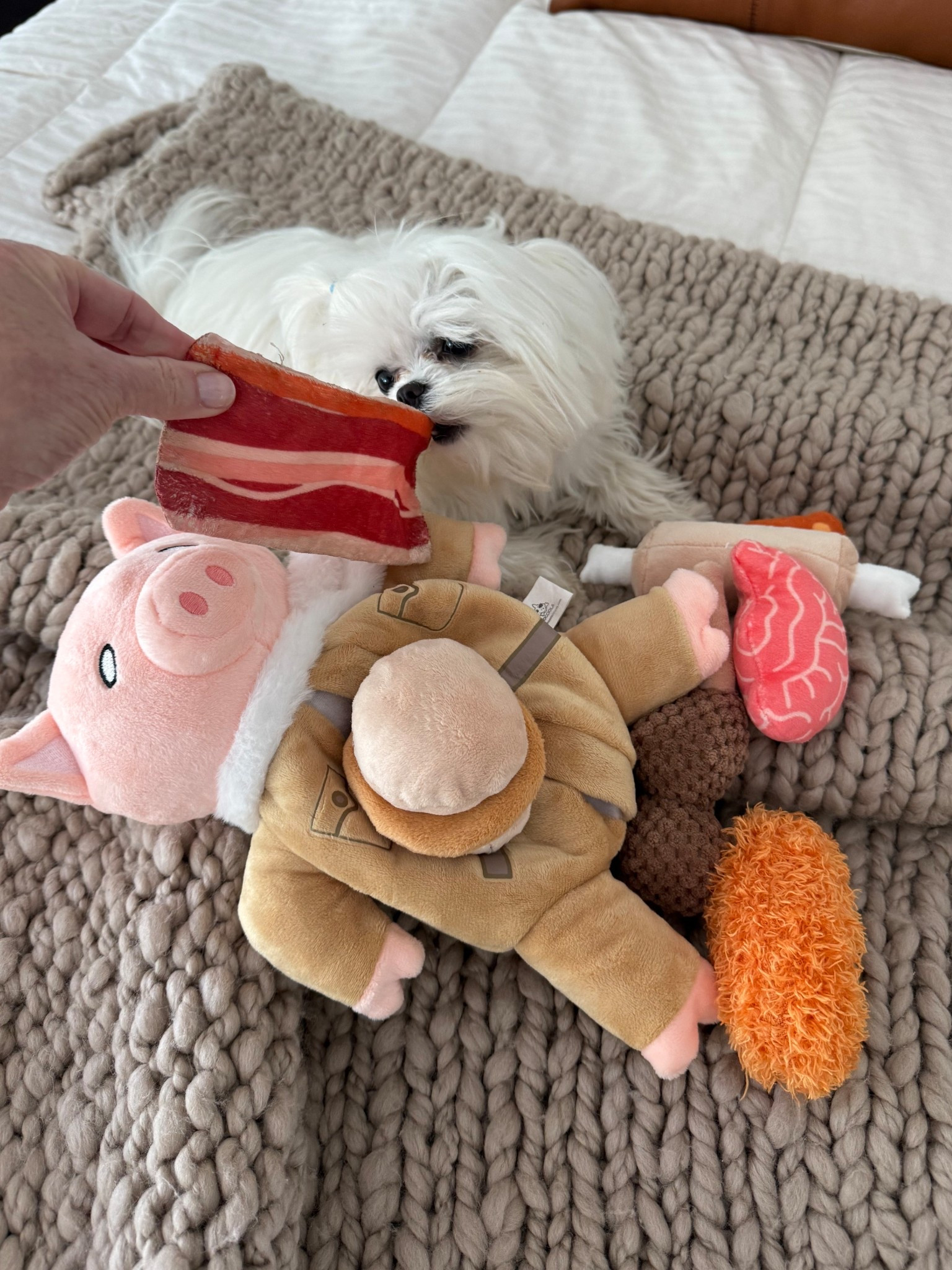 Favorite pet toy: Mr. Pig 

#LTKPets #LTKFindsUnder50