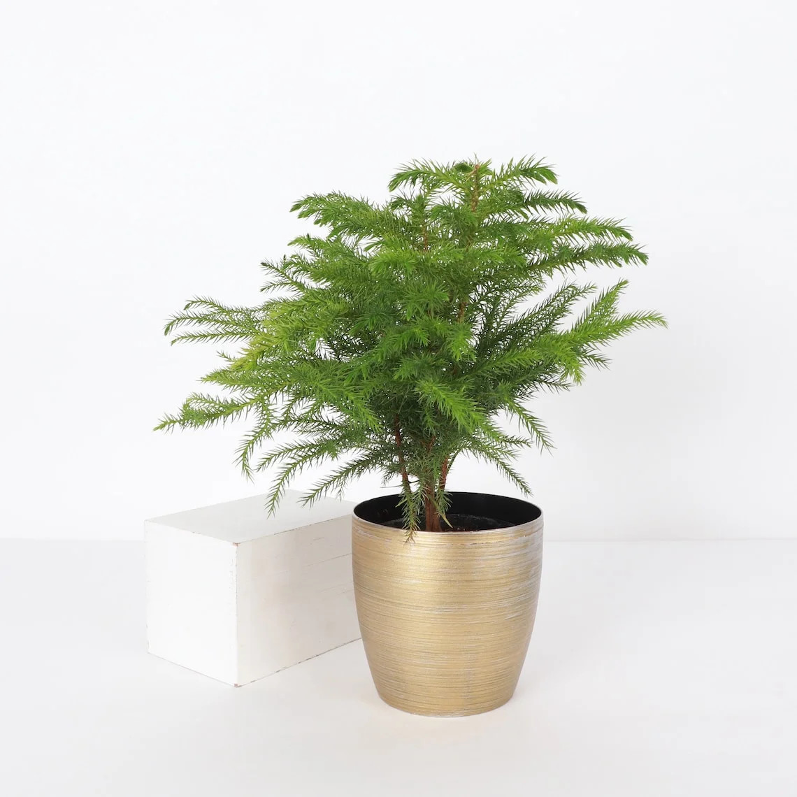 Live Norfolk Island Pine Plant - 4" Decorative Holiday Pot - Walmart.com | Walmart (US)