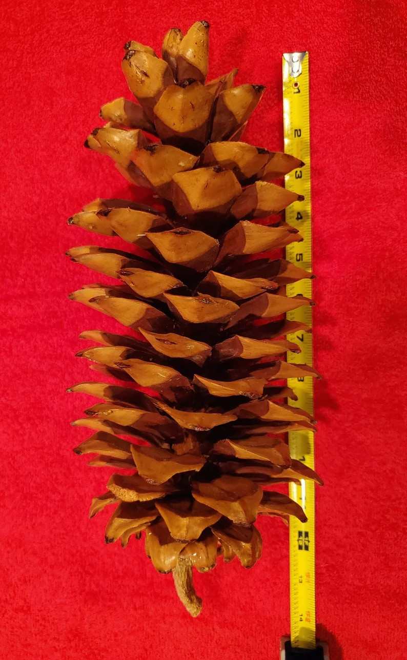 Sugar Pine Cones - Medium - 10" to 12" for your holiday decor - | Etsy (Global)
