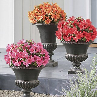 Azalea Urn Filler | Grandin Road | Grandin Road