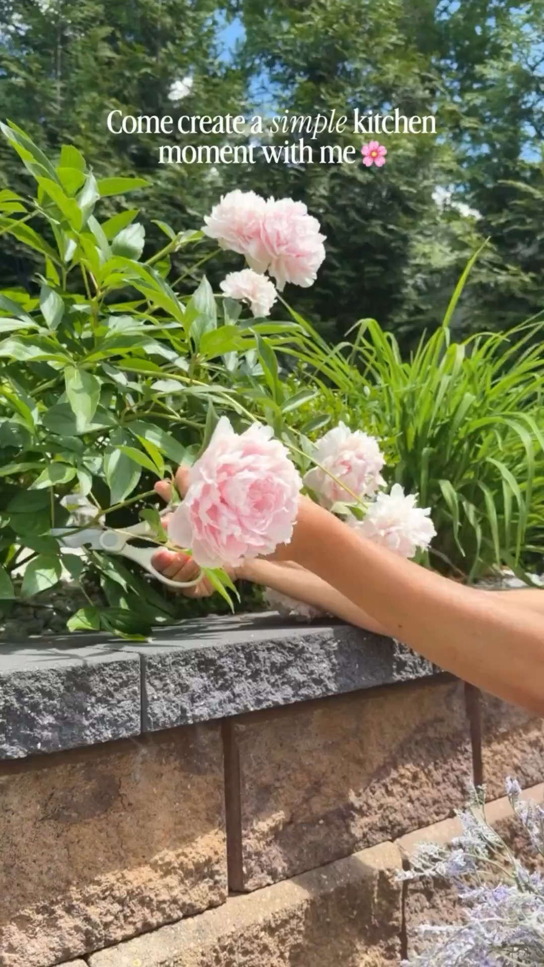 Fresh peonies from our garden might be one of my favorite things about this season. 🌸

I clipped a few blooms this morning and brought them into the kitchen, and honestly, it’s amazing how something so simple can make a space feel so special. 

#kitcheninspo #kitchenstyling #kitchenremodel #kitchendecor #peonies

#LTKmomlife #LTKHome #LTKSaleAlert
