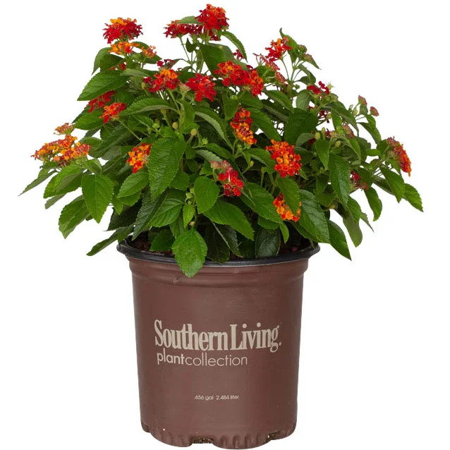 Southern Living Red Little Lucky Lantana Live Shrub in 2.5-Quart Grower Pot | Walmart (US)