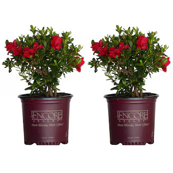 Encore Azalea Red Autumn Bonfire Azalea Flowering Shrub in 1 -Gallon Pot 2.0 -Pack Lowes.com | Lowe's