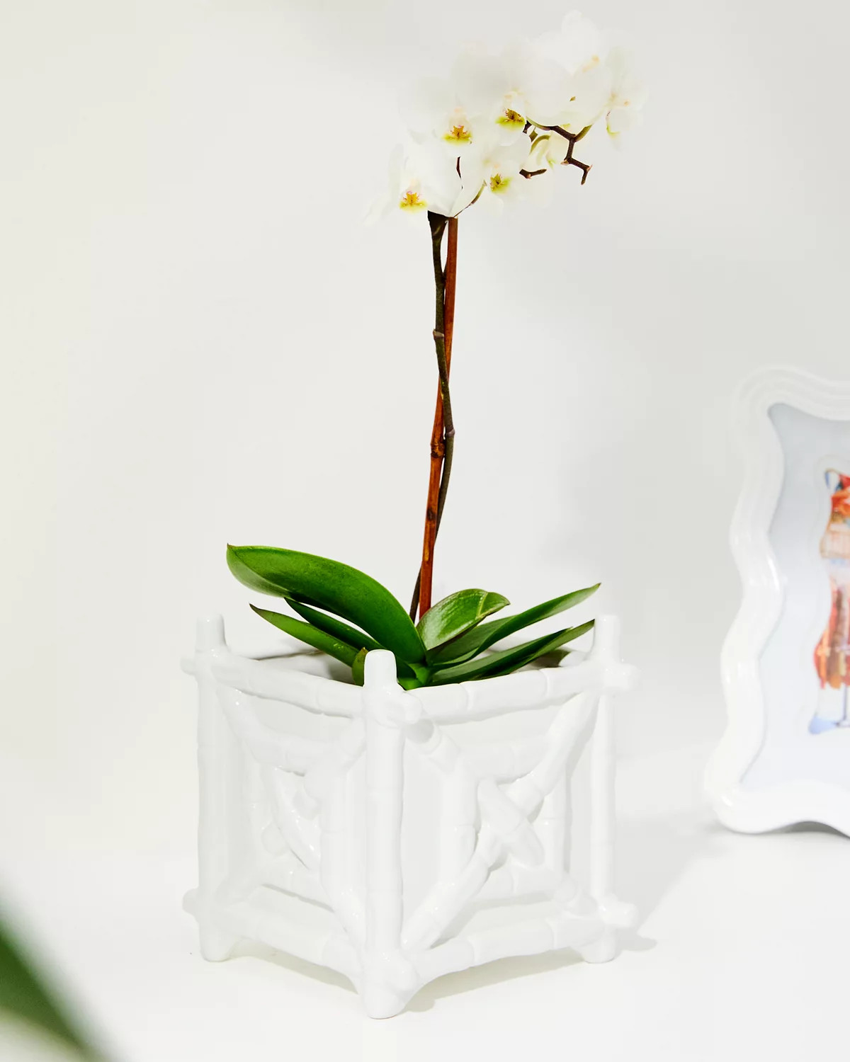 Ceramic Bamboo Planter | Lilly Pulitzer
