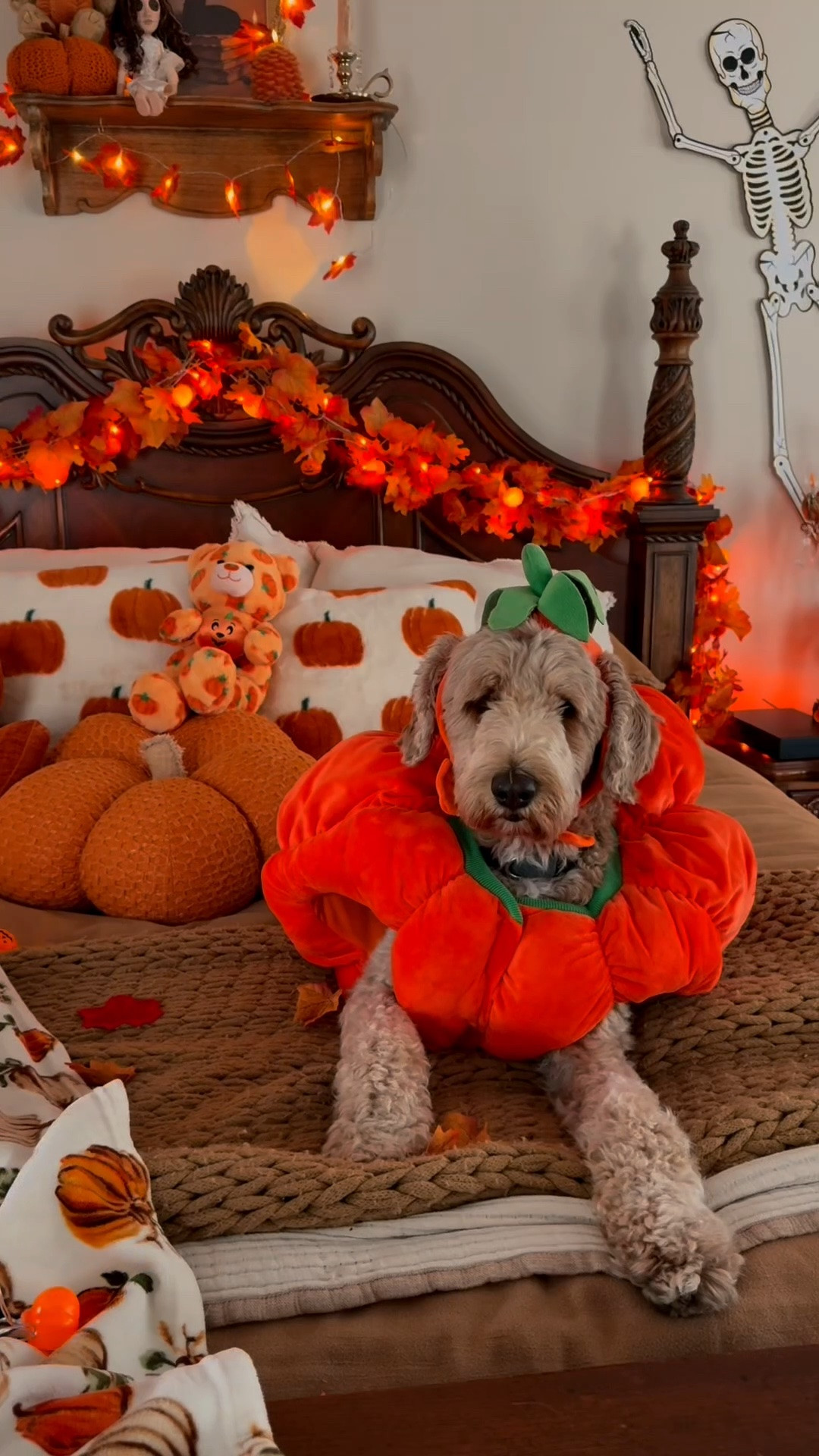 Fall Halloween home decor //
Dog costume // spooky season // fall decor

#LTKdayinmylife #LTKSeasonal #LTKHome