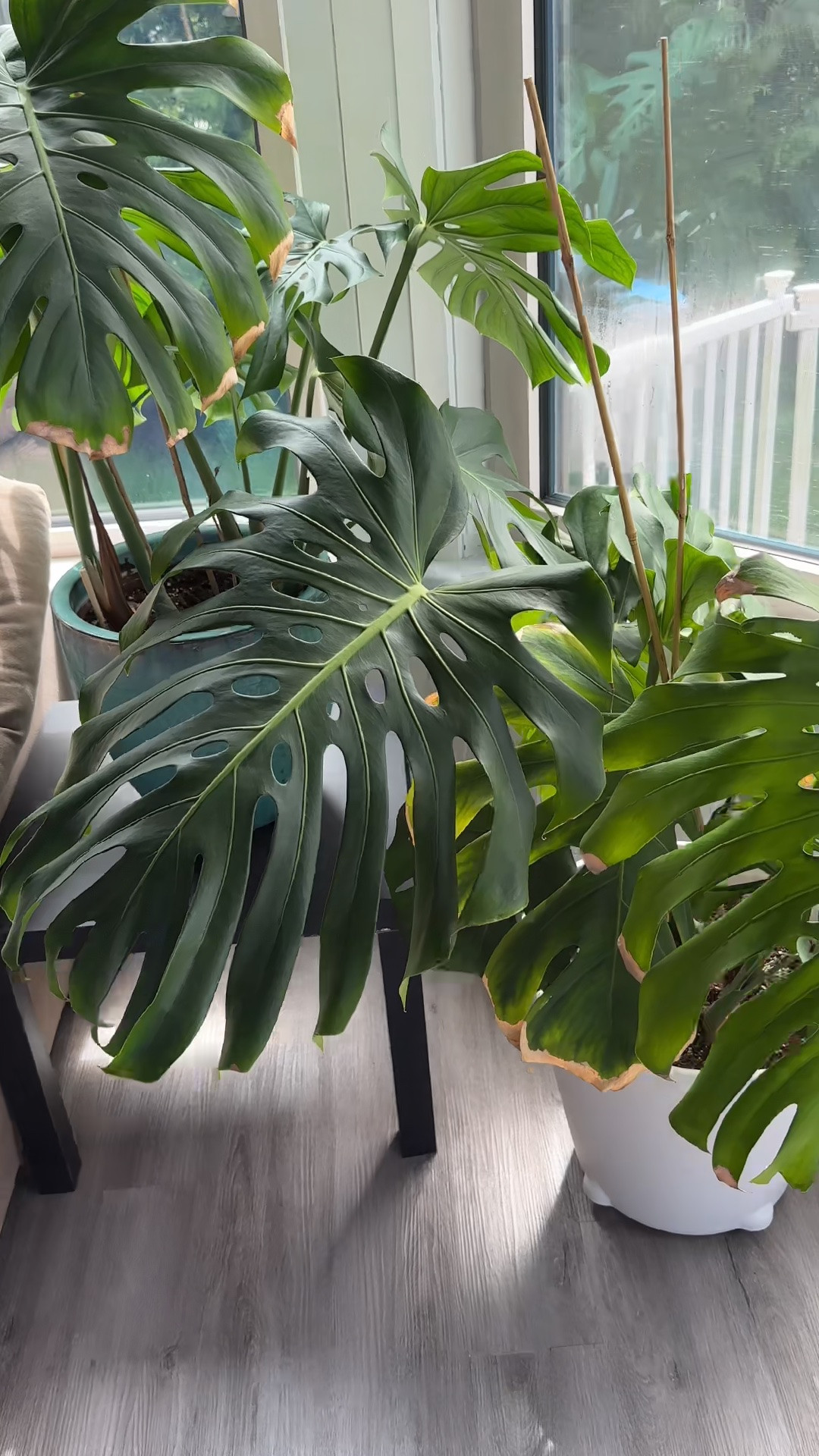 Do you want the house (plant) tour?! I have so many house plants and I have literally never purchased a single one. I have a ferocious refusal to let any plant die so I end up with tons of them over time from tiny propagations my friends give me! I definitely could be giving better care to some of these, so let me know if you have any suggestions - always looking to be a better plant parent! 🪴 #plants #houseplants #monstera #plantsmakemehappy #houseplantclub

#LTKcanada #LTKhome #LTKsummer