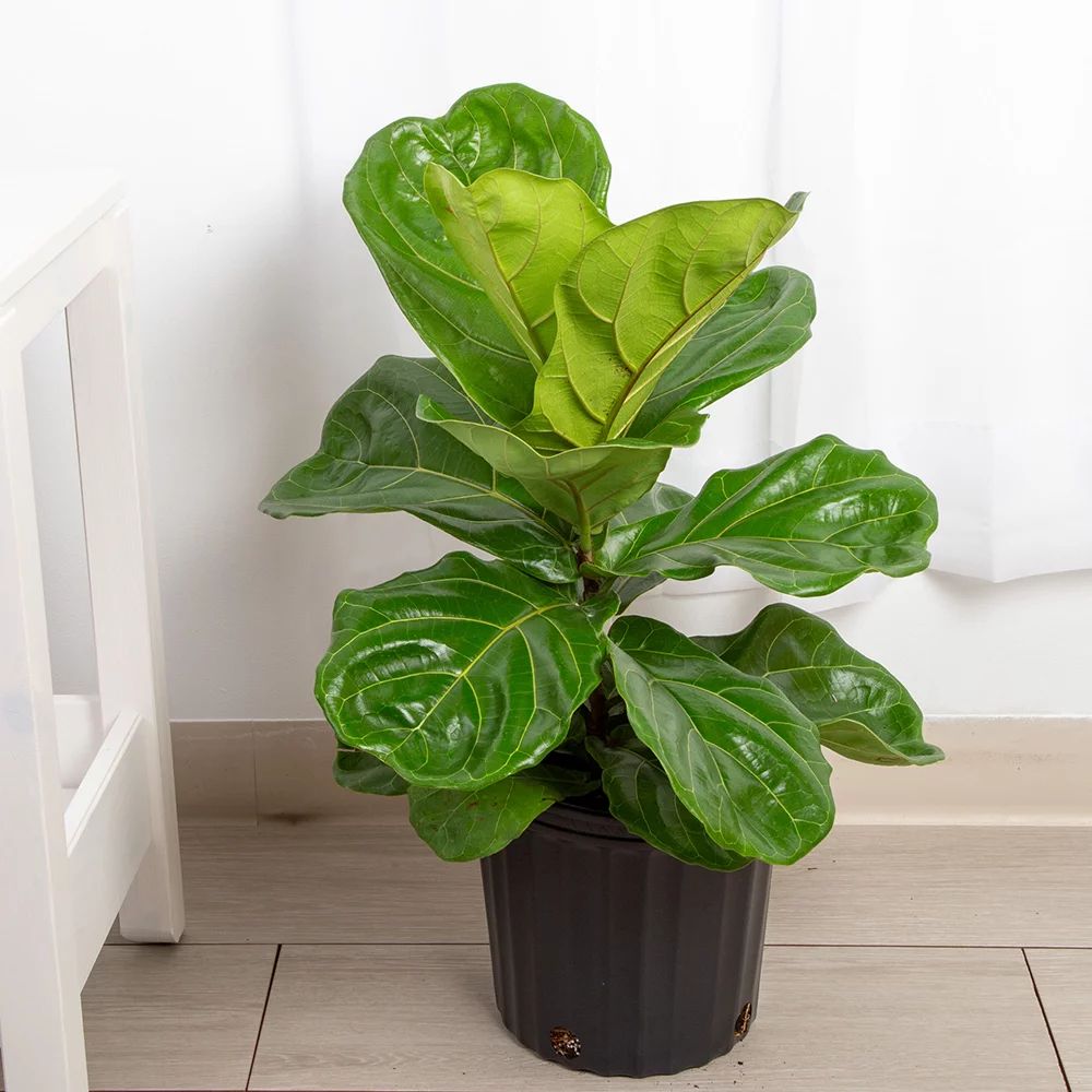 Costa Farms Live Indoor 3FT Fiddle Leaf Fig; Indirect Sunlight Plant in 10in Grower Pot | Walmart (US)