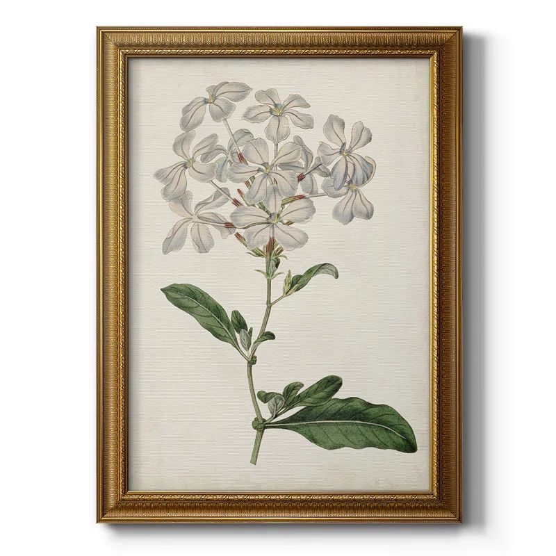 Antique Botanical Collection VIII Framed On Canvas Print | Wayfair North America