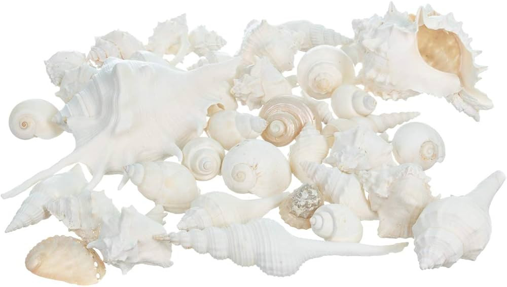 Sea Shells - Real Mixed Beach Seashells - White Decorative Assorted Seashell Décor - 1 Pound - S... | Amazon (US)