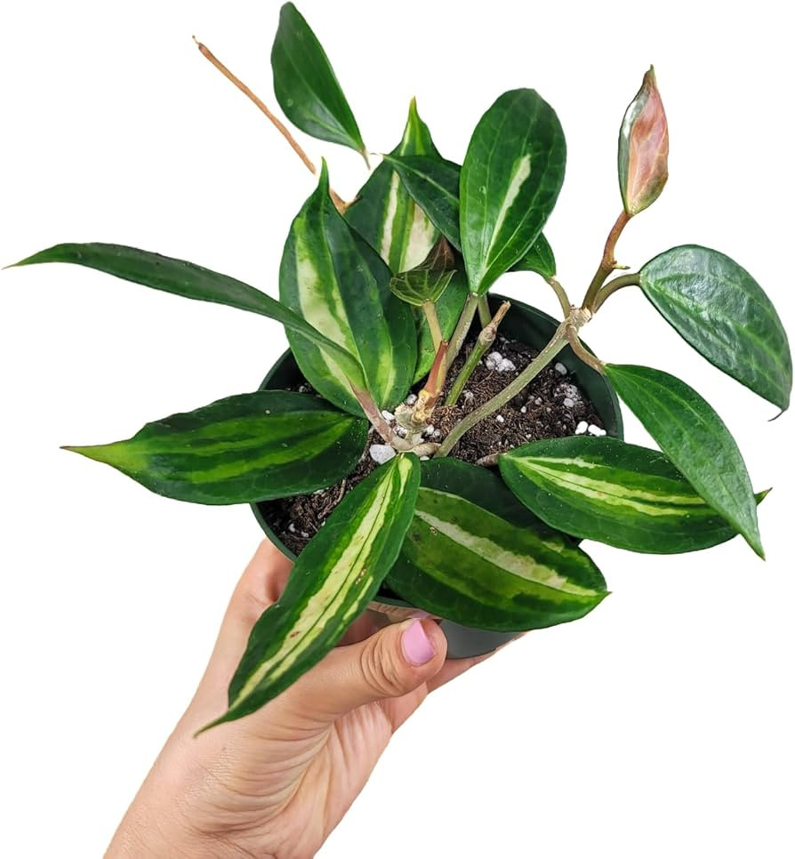 Visit the Prime Plants California Store | Amazon (US)