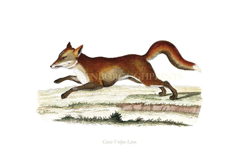 British Red Fox Print A Print Taken Directly From Our Original Hand Coloured Antique Engraving. I... | Etsy (US)
