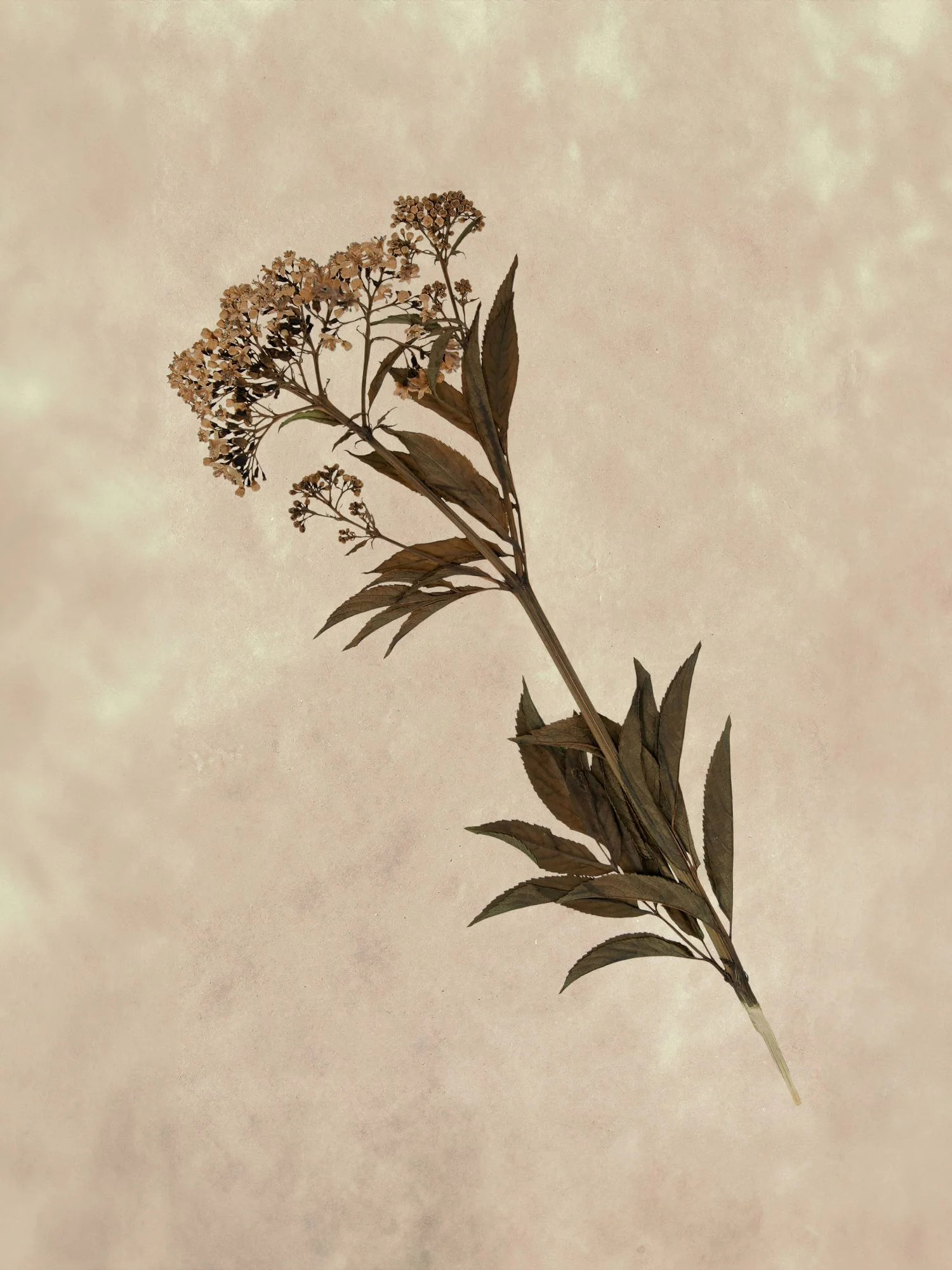 Rustic Flora II | Collection Prints