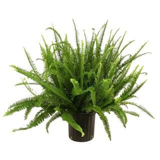 Costa Farms Kimberly Queen Fern in 8-3/4 in. Pot-10KIM - The Home Depot | The Home Depot