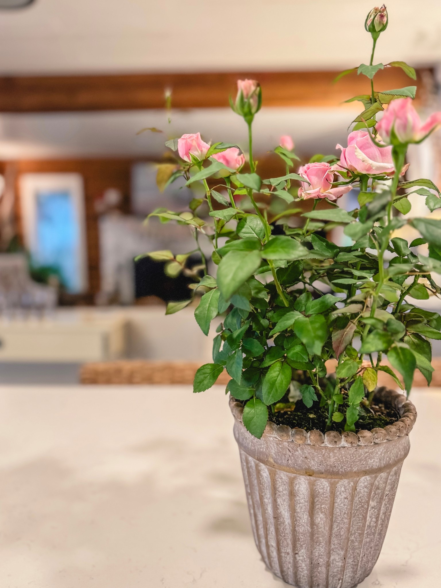 What’s better than a bouquet of roses?  A pot of roses as they last so much longer!  

#LTKhome #LTKwinter #LTKstyletip