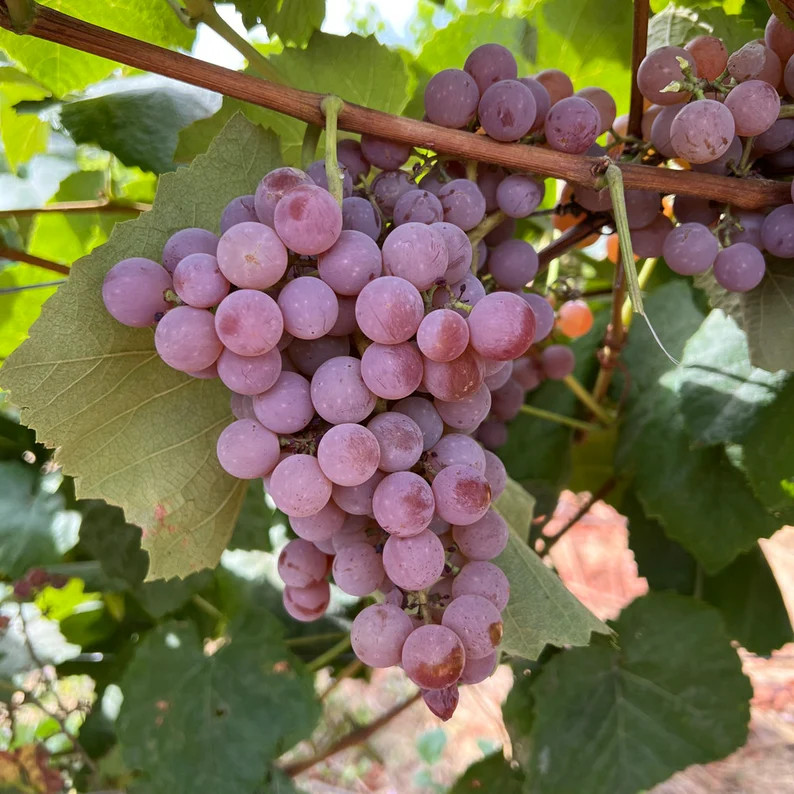 Reliance seedless table grape plant bare root \u65e0\u6838\u5bd2\u9999\u871c\u8461\u8404\u82d7 US... | Etsy (Global)