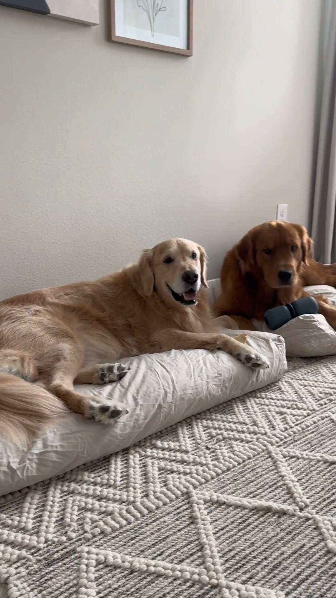 One simple swap that instantly made our home feel more elevated 🫶🏼

These dog beds blend seamlessly into our decor while giving our pups a cozy place they’ll actually use. Functional, beautiful, and one of those little details that makes a space feel complete 🐾#NeutralHome #HomeDecor #OrganicModern #PetFriendlyHome #DogMom #CozyLiving #WarmNeutrals #EverydayLuxury #HomeInspo

#LTKHome #LTKHome