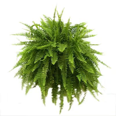 Costa Farms Boston Fern House Plant in 10-in Pot | Lowe's