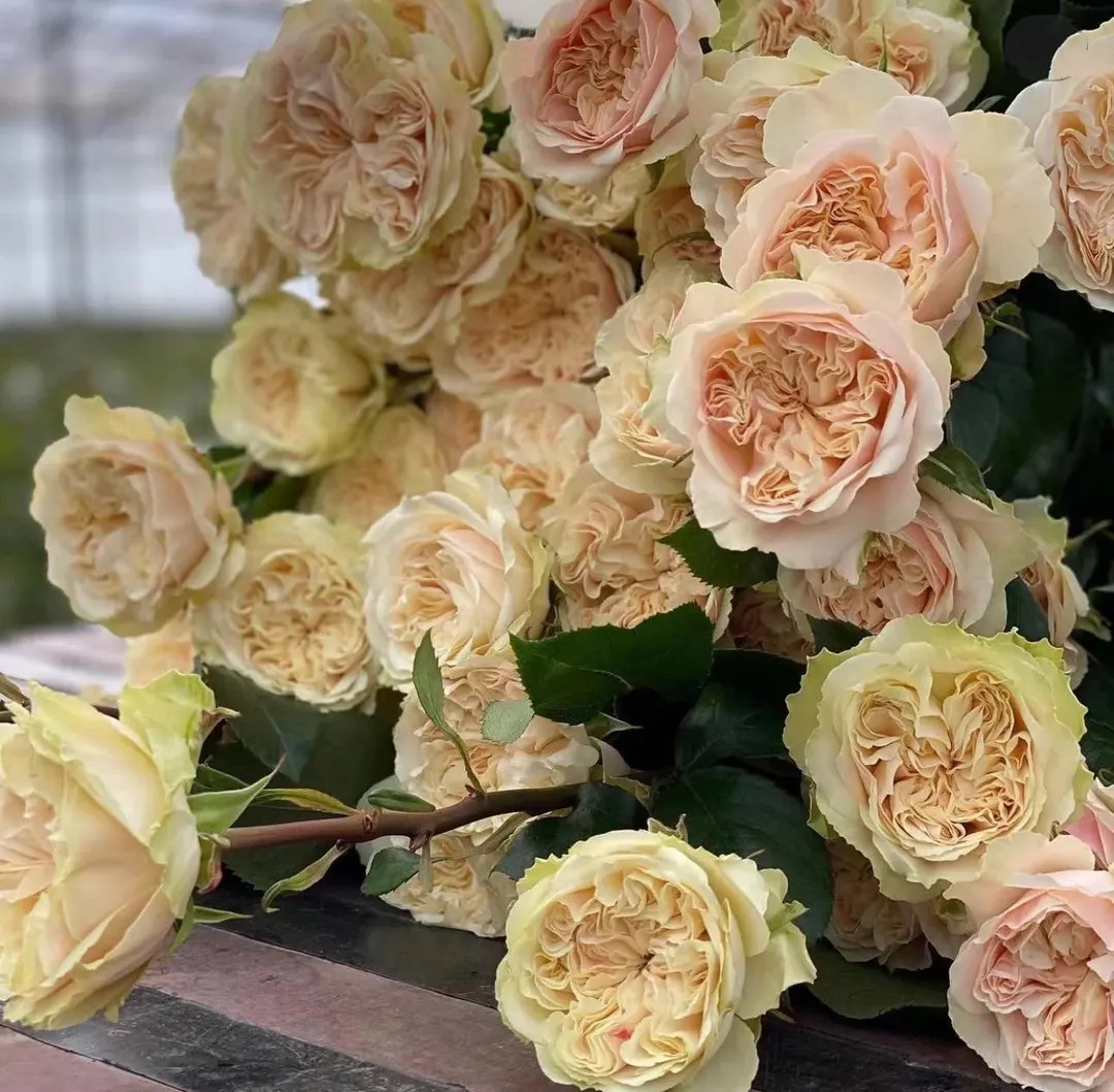 Victorian Wedding — Rare Rose Live Plant — Elegant Creamy White — VIP Dutch Florist Shrub ... | Etsy (US)