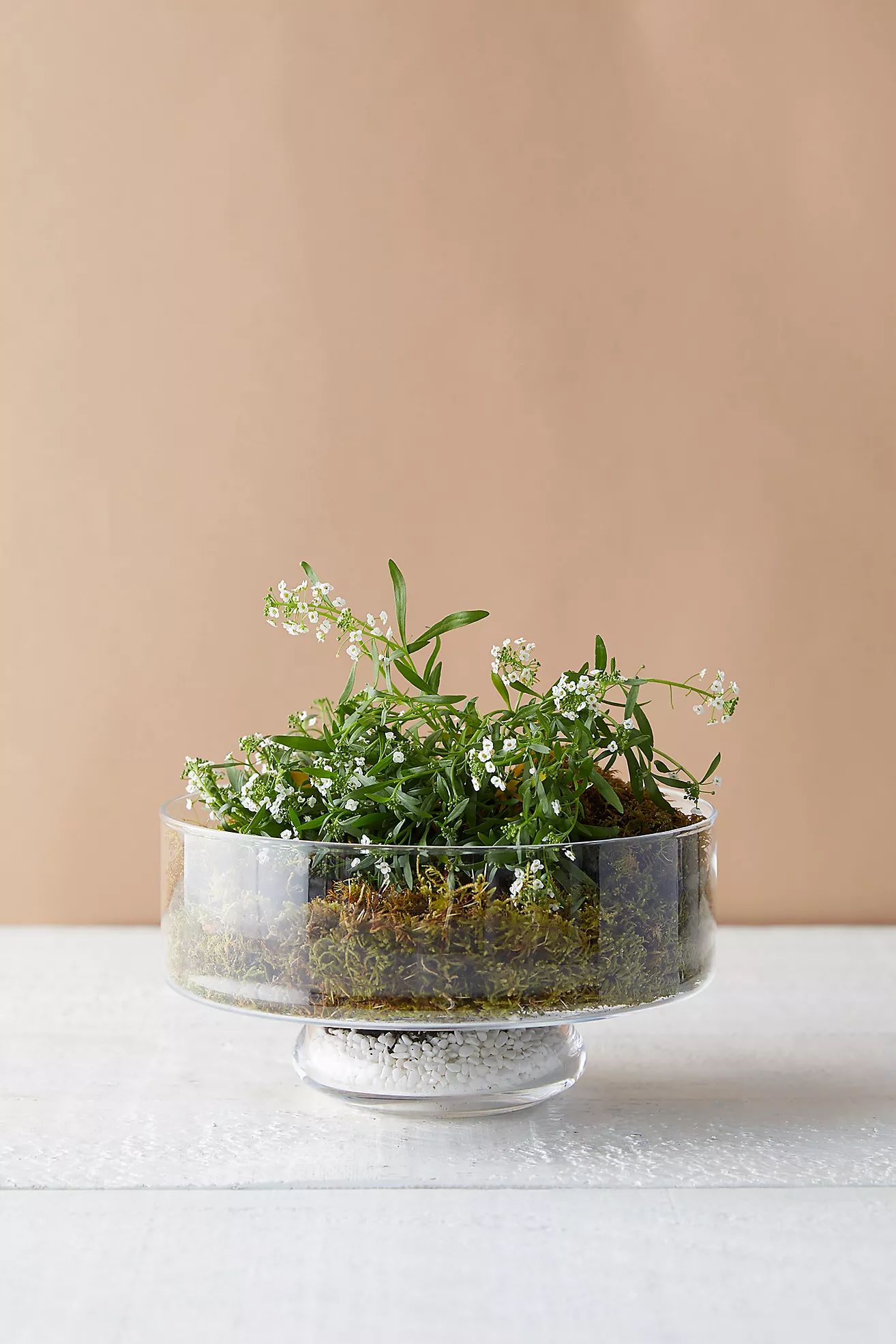 Low Round Bowl Terrarium | Terrain