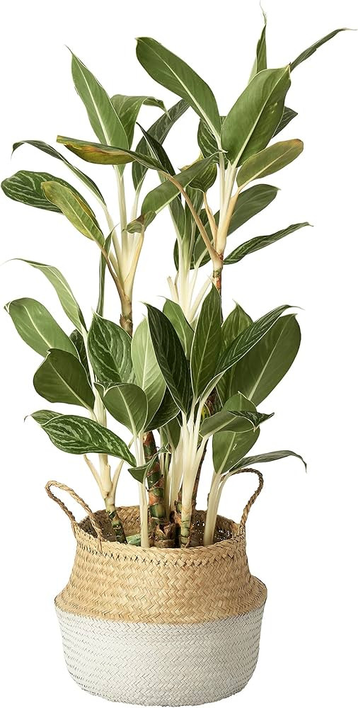 Artera Woven Seagrass Plant Basket - Wicker Belly Basket Planter Indoor with Plastic Liner and Ha... | Amazon (US)