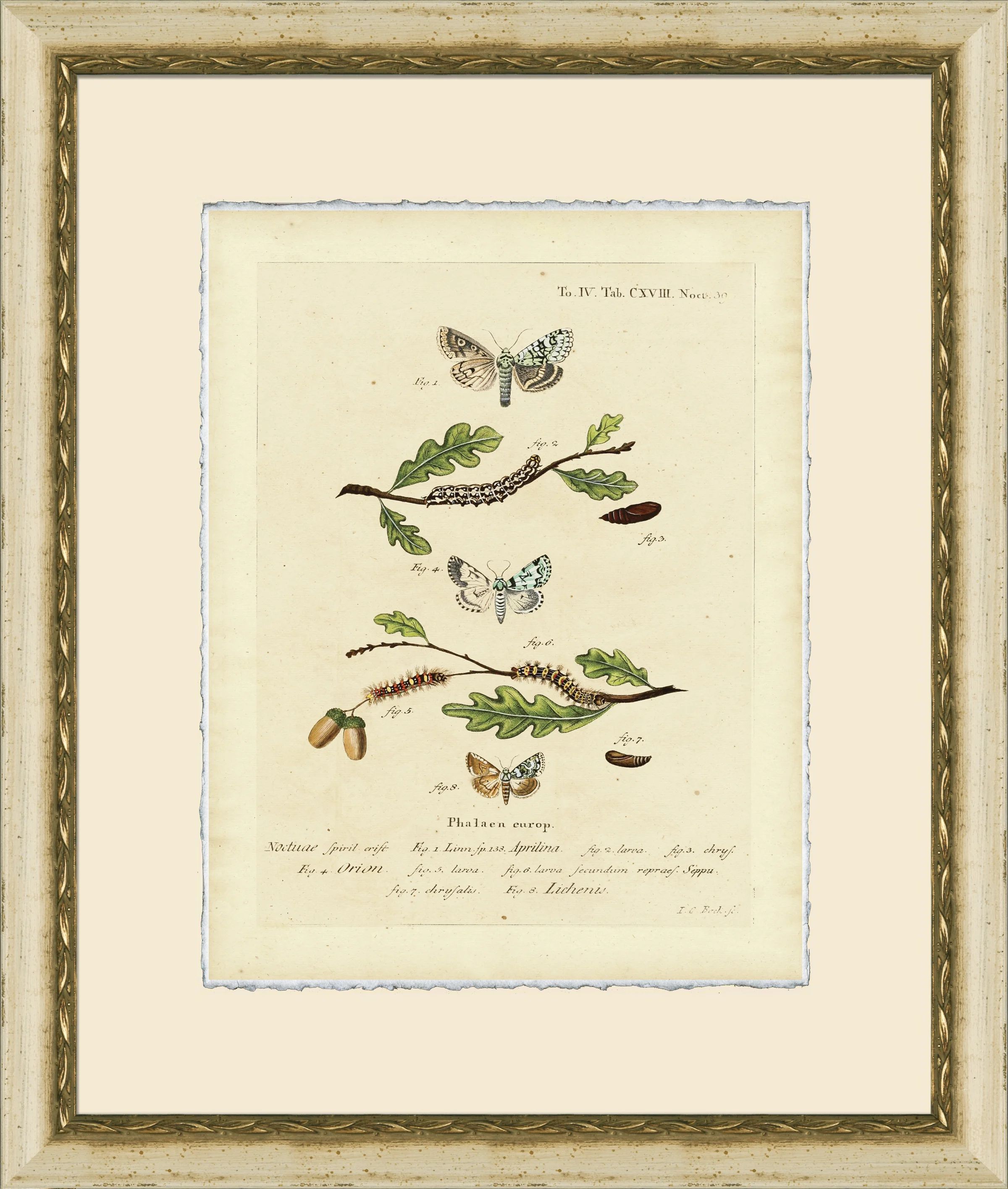 Wendover Art Group Small Moth Study VIII - Picture Frame Print on Paper | Wayfair | Wayfair North America