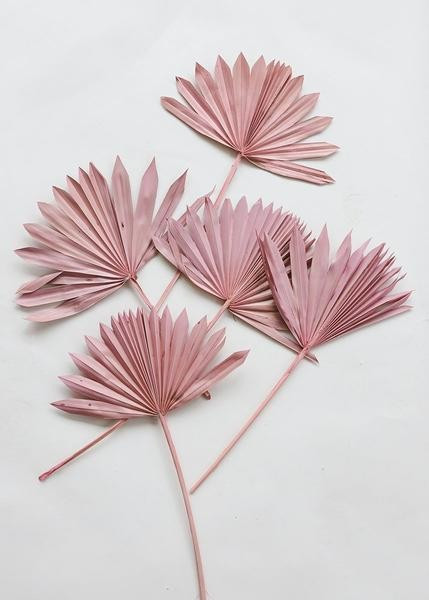 Pack of 5 - Desert Pink Sun Palms | Afloral (US)