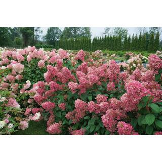 2 Gal. Fire Light Hydrangea (Hydrangea paniculata) Live Flowering Plant with Creamy-White Turning to Vivid Red Flowers | The Home Depot