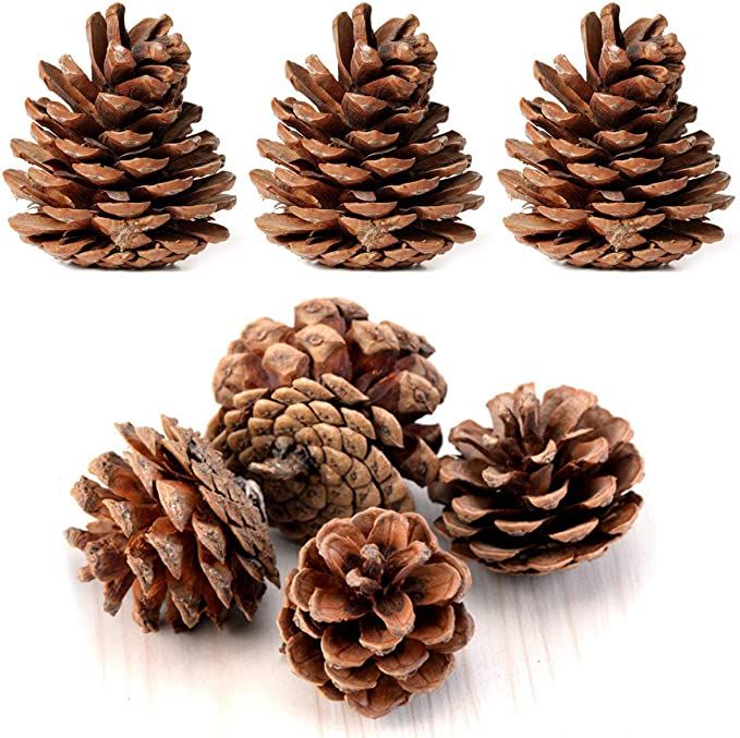 Bulk Package of Natural Pinecones-24 Pack | Amazon (US)