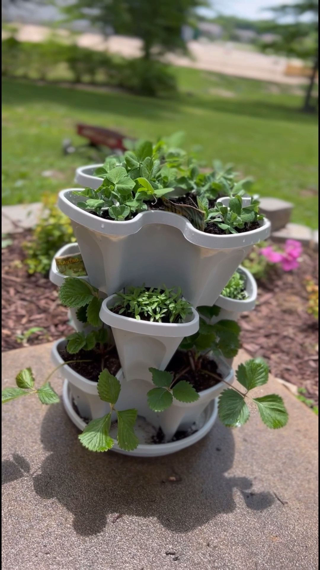 These stackable planters from Amazon are perfect to plant a herb garden.

#LTKSeasonal #LTKHome