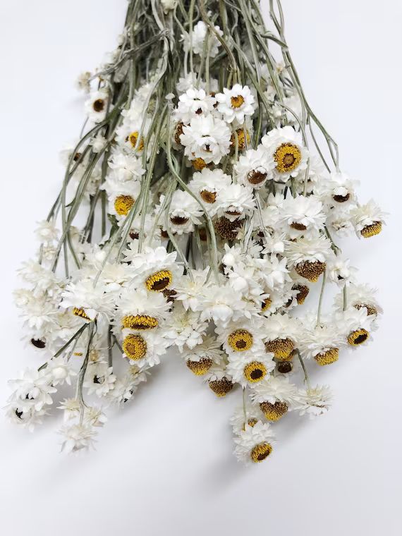 Tall Dried Ammobium White Flowers Filler Floral Wedding | Etsy | Etsy (US)
