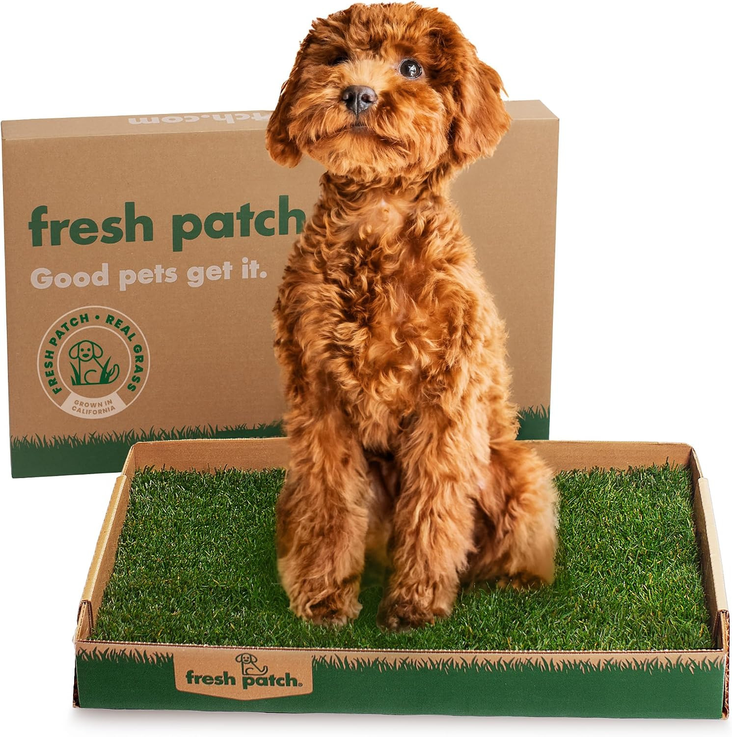 Fresh Patch Real Grass Patch for Dogs, Cats, and Small-Medium Pets Under 15 Pounds – Disposable Pet Grass Pee Pads – Indoor and Outdoor Potty Training Mat (16 Inches x 24 Inches) | Amazon (US)