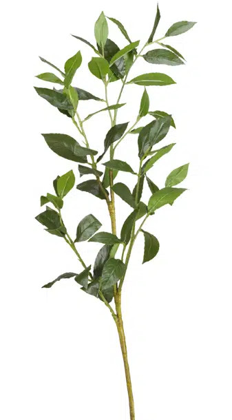 Bay Leaf Arrangement | Wayfair North America