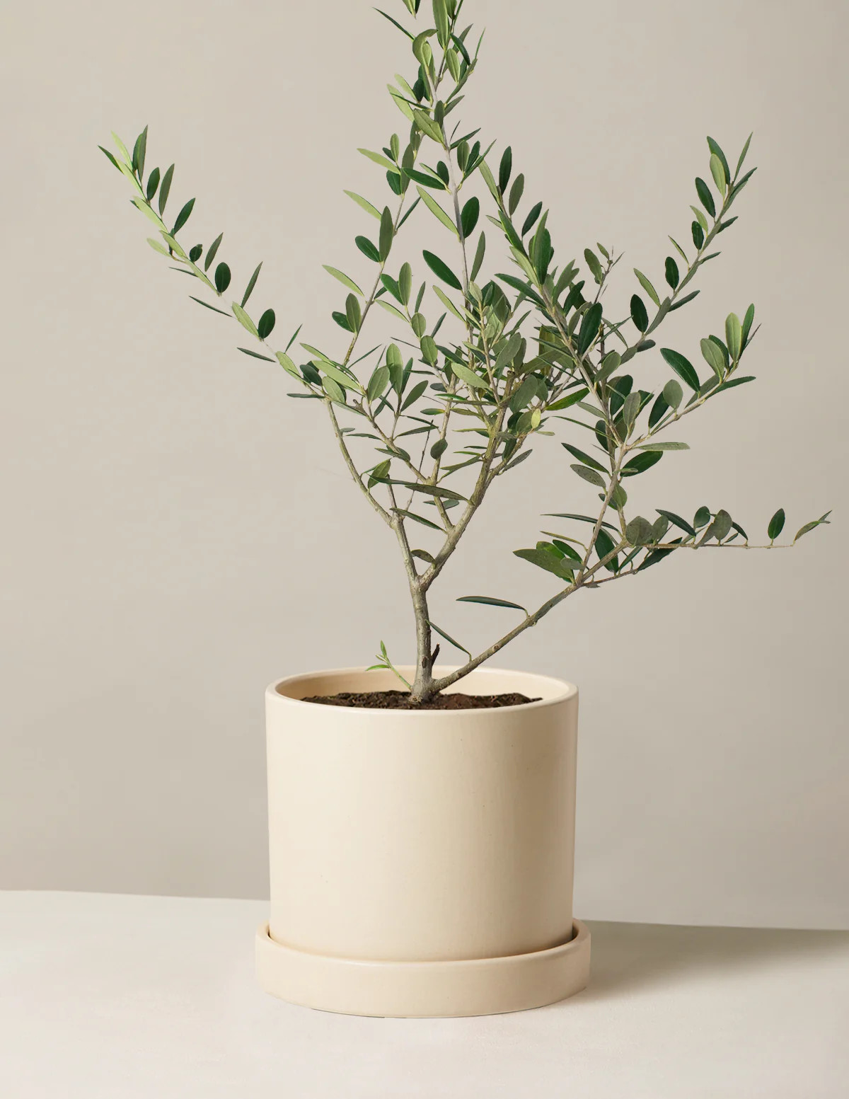 Olive Tree | The Sill