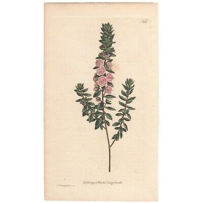 Curtis Botanical antique 1791 hand-color engraving Pl 138 Hairy Kalmia  | eBay | eBay US