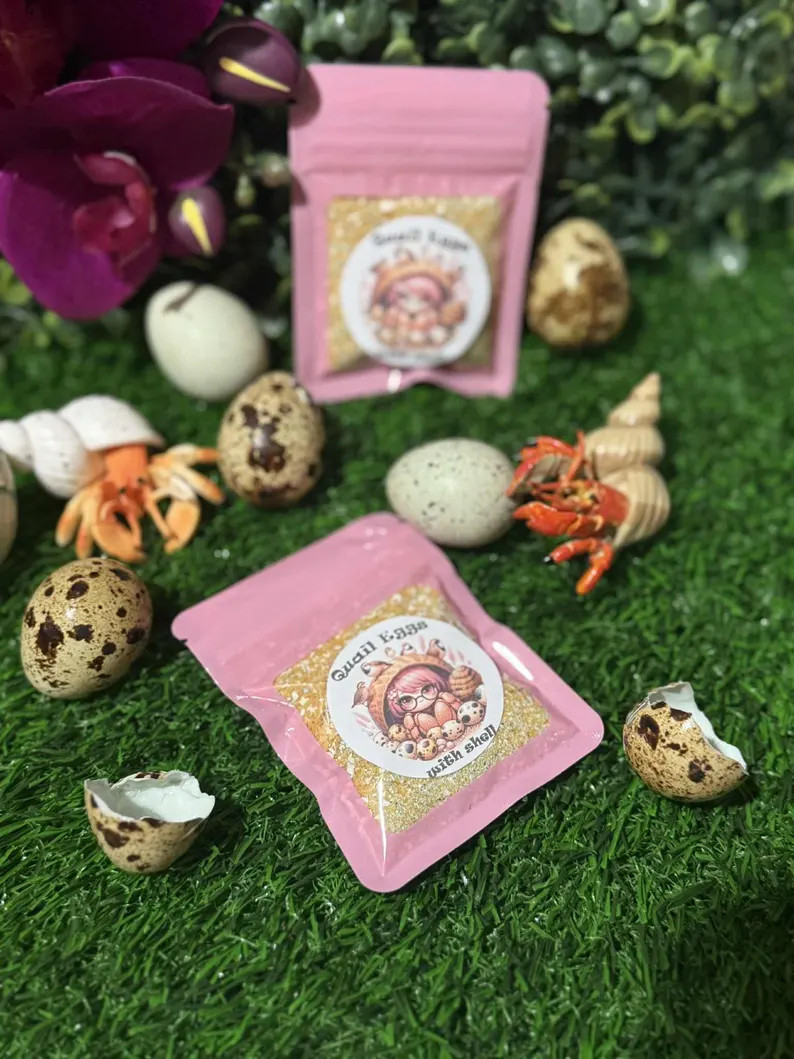 Quail Eggs with Shell | Etsy (Global)