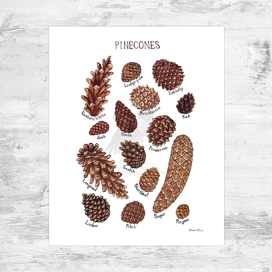 Pine Cones Field Guide Art Print / 8x10 Watercolor Nature Print - Etsy | Etsy (US)