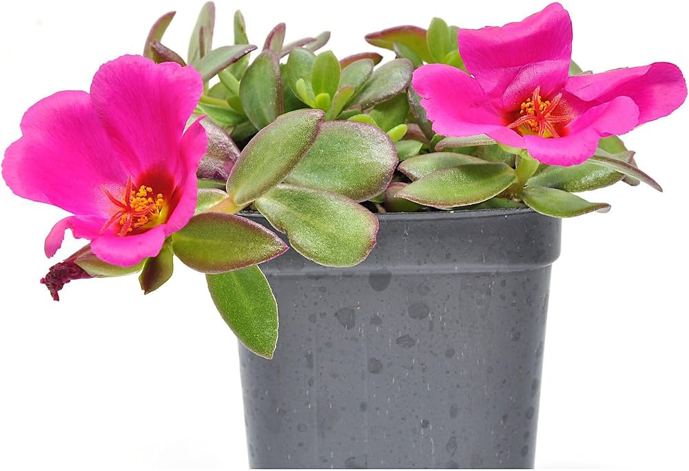 Portulaca Oleracea ColorBlast 'Plumberry', Purslane, Heat-Tolerant and Deer-Resistant Succulent G... | Amazon (US)