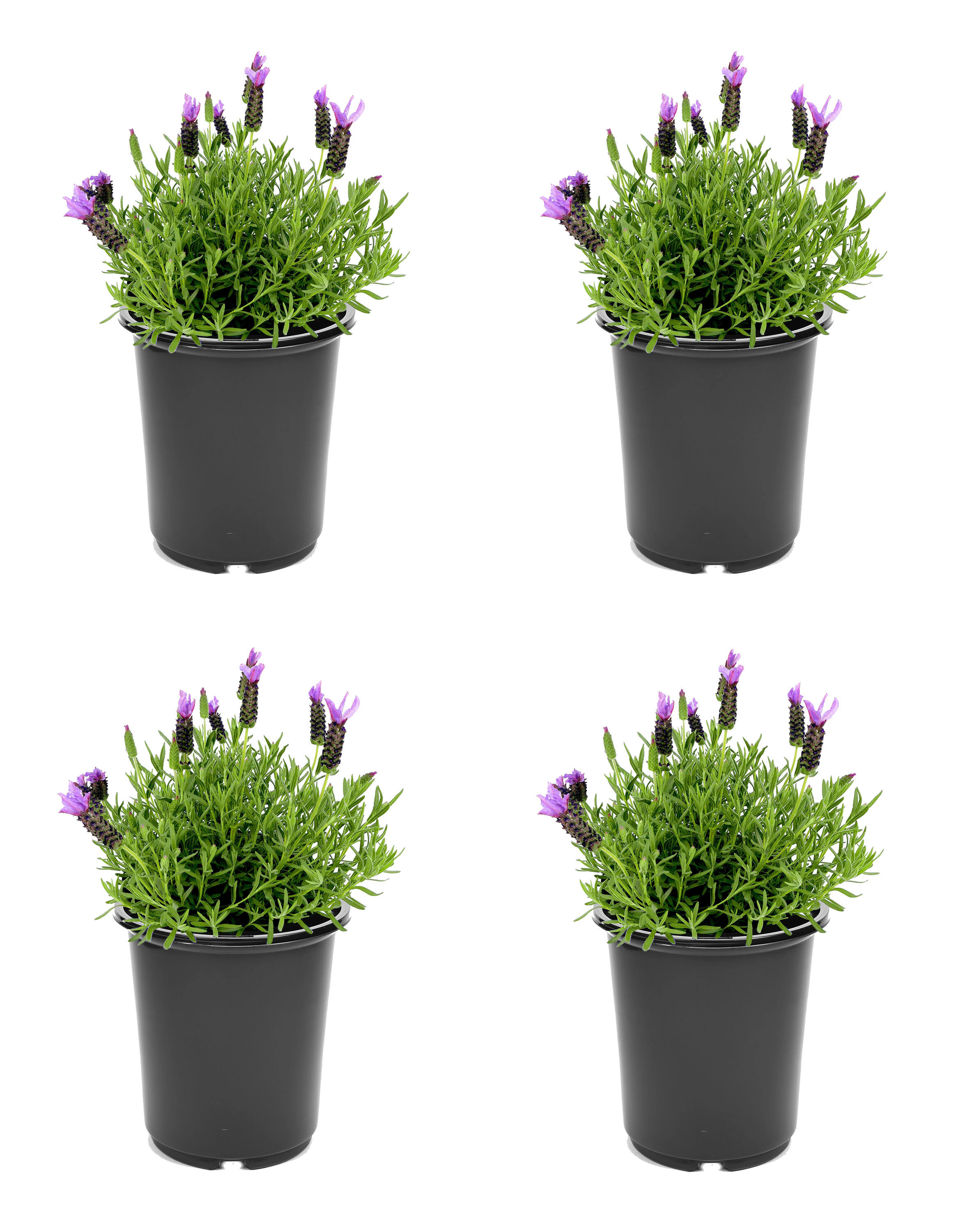 Lavender in 2.5-Quart Pot | Lowe's