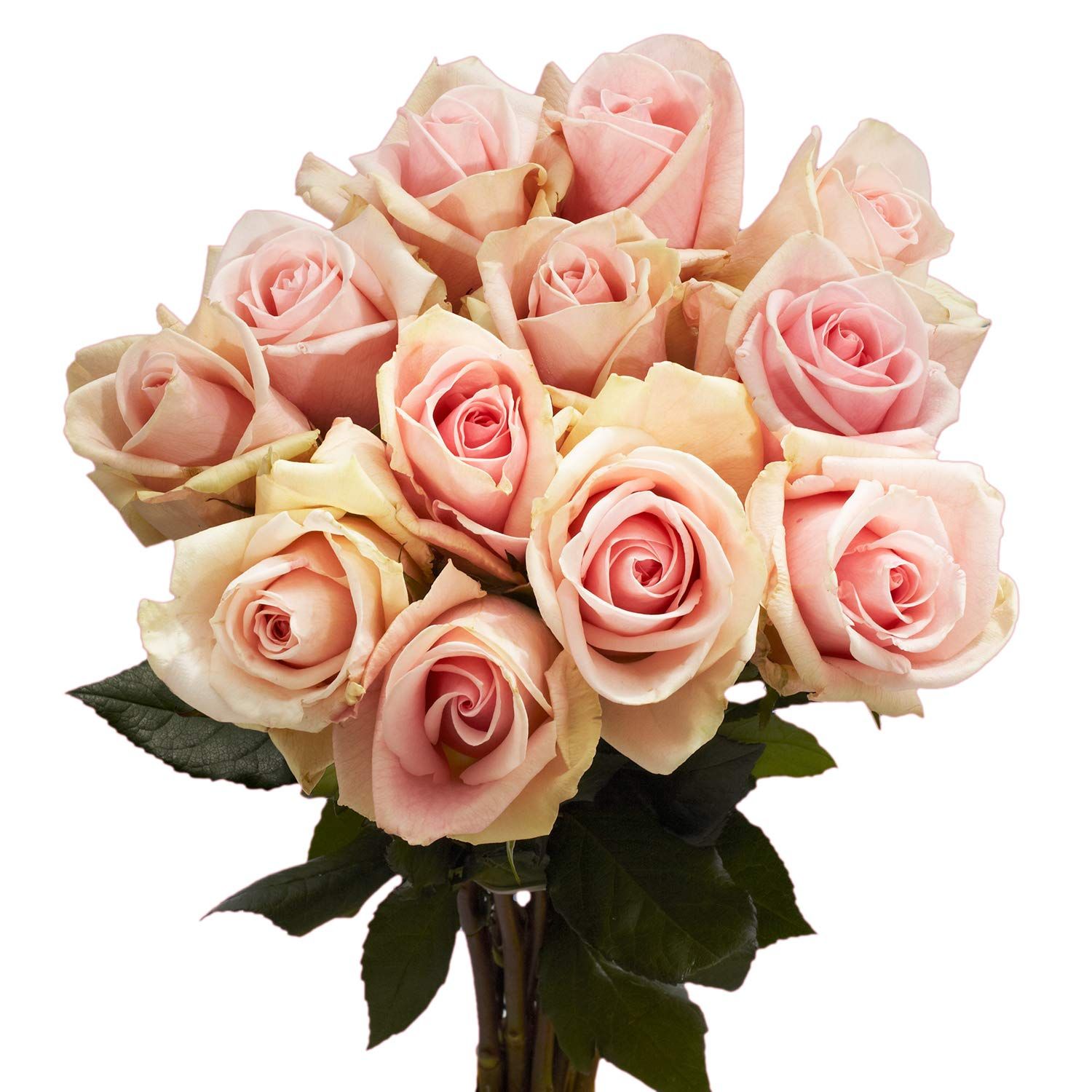 1 Dozen Pink Roses - Beautiful Fresh Flowers | Amazon (US)